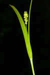 Gohlson's sedge